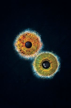 2 Augen Iris Foto